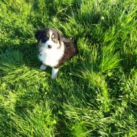 Chiots berger australien #1