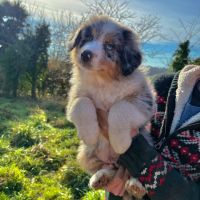 Chiots berger australien #4