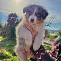 Chiots berger australien