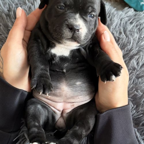 Réservation staffordshire bull terrier #2