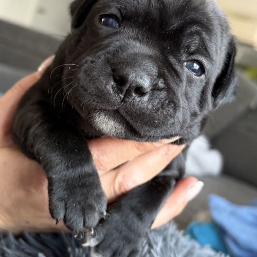 Réservation staffordshire bull terrier #3