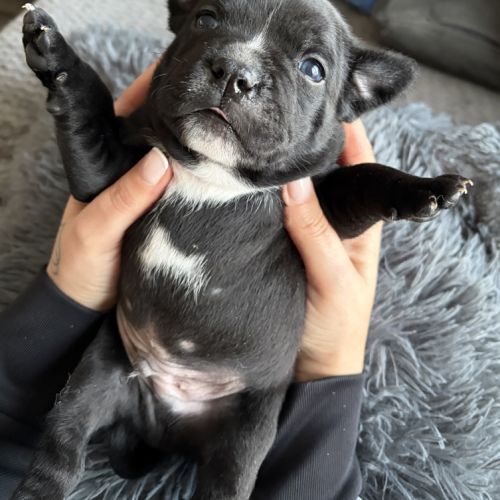 Réservation staffordshire bull terrier #5