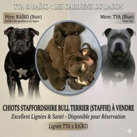 Réservation staffordshire bull terrier