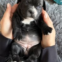 Réservation staffordshire bull terrier #2