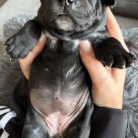 Réservation staffordshire bull terrier #4