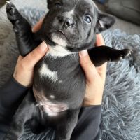 Réservation staffordshire bull terrier #5