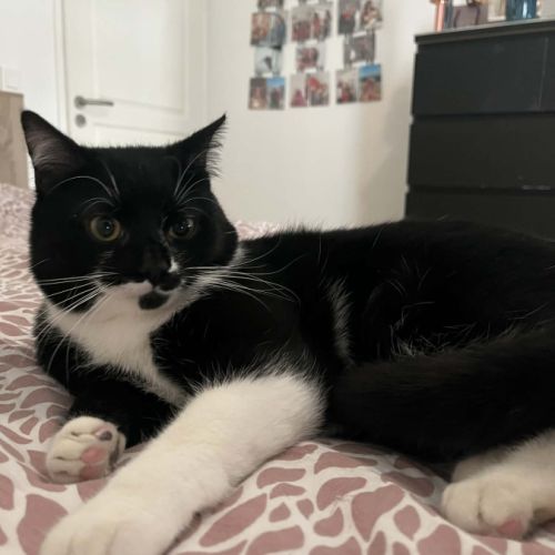 Griotte un jeune chat avec un immense amour #3