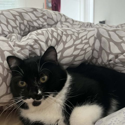 Griotte un jeune chat avec un immense amour #4