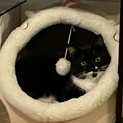 Griotte un jeune chat avec un immense amour #5