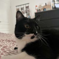 Griotte un jeune chat avec un immense amour #1