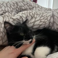 Griotte un jeune chat avec un immense amour #2