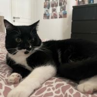 Griotte un jeune chat avec un immense amour #3