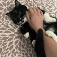 Griotte un jeune chat avec un immense amour #0