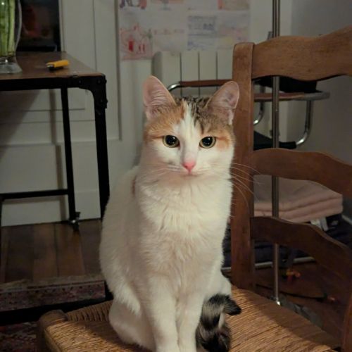 Clarisse une toute mimi jeune chatte toute menue