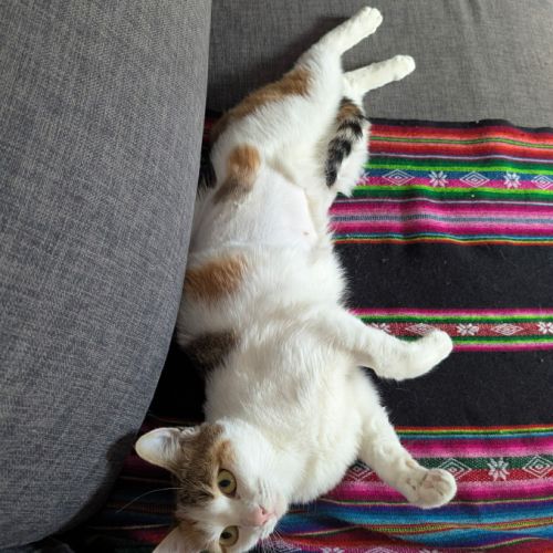 Clarisse une toute mimi jeune chatte toute menue #5