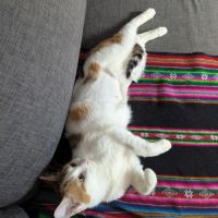 Clarisse une toute mimi jeune chatte toute menue #1