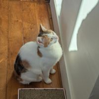 Clarisse une toute mimi jeune chatte toute menue