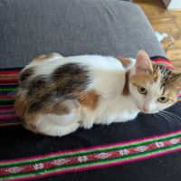 Clarisse une toute mimi jeune chatte toute menue #4