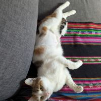 Clarisse une toute mimi jeune chatte toute menue #5