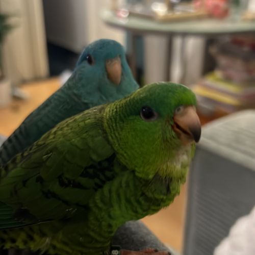 Perruches catherine eam #0