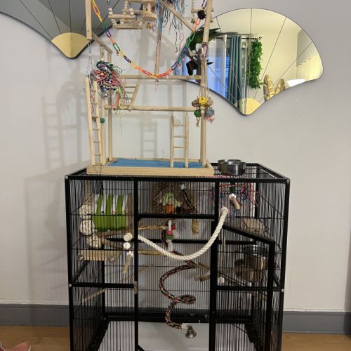 Perruches catherine eam #3