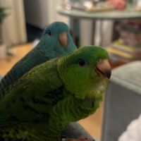 Perruches catherine eam