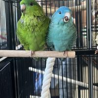 Perruches catherine eam #2