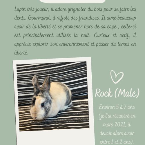 Lapin nain (tout inclus) #1