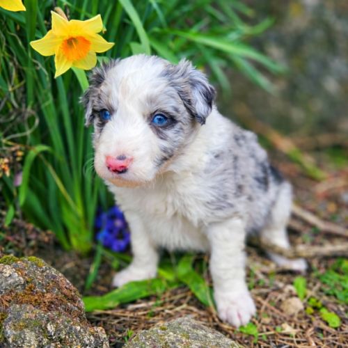 A réserver magnifiques chiots border collie #2