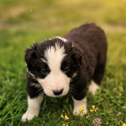 A réserver magnifiques chiots border collie