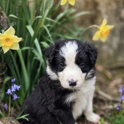 A réserver magnifiques chiots border collie #4