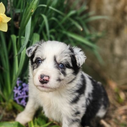 A réserver magnifiques chiots border collie #6