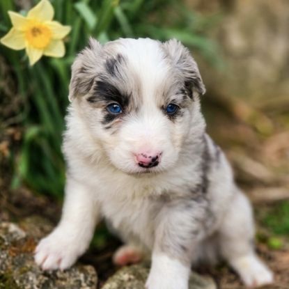 A réserver magnifiques chiots border collie #7
