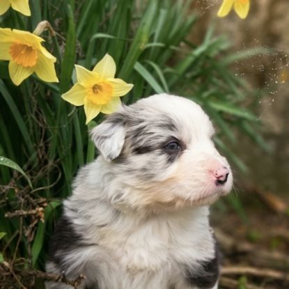 A réserver magnifiques chiots border collie #9