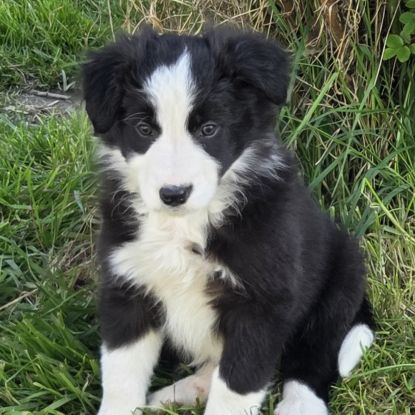 A réserver magnifiques chiots border collie
