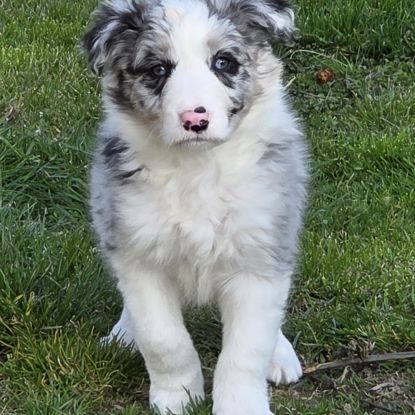 A réserver magnifiques chiots border collie #2