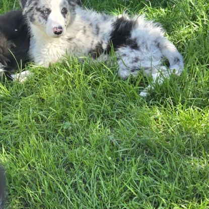 Dispo magnifique chiot border collie #3
