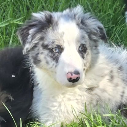 Dispo magnifique chiot border collie #4
