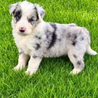 A réserver magnifiques chiots border collie #1