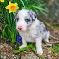 A réserver magnifiques chiots border collie #2