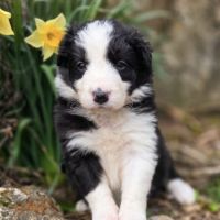A réserver magnifiques chiots border collie #5