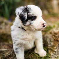 A réserver magnifiques chiots border collie #8