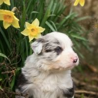 A réserver magnifiques chiots border collie #9