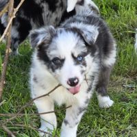A réserver magnifiques chiots border collie