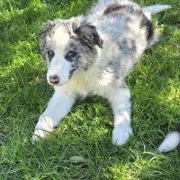 Dispo magnifique chiot border collie #2