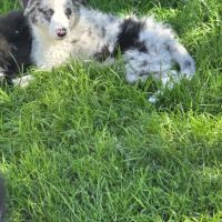 Dispo magnifique chiot border collie #3