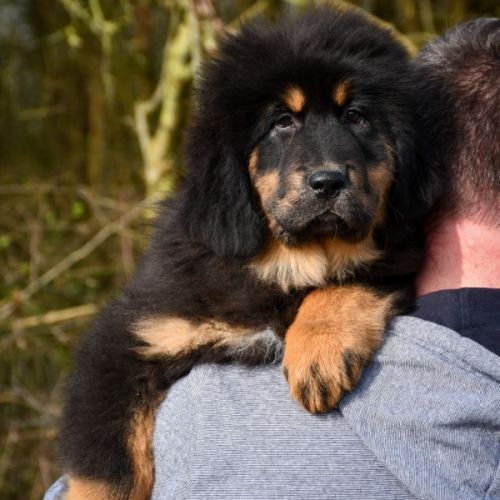 Superbe chiot dogue du tibet lof #0