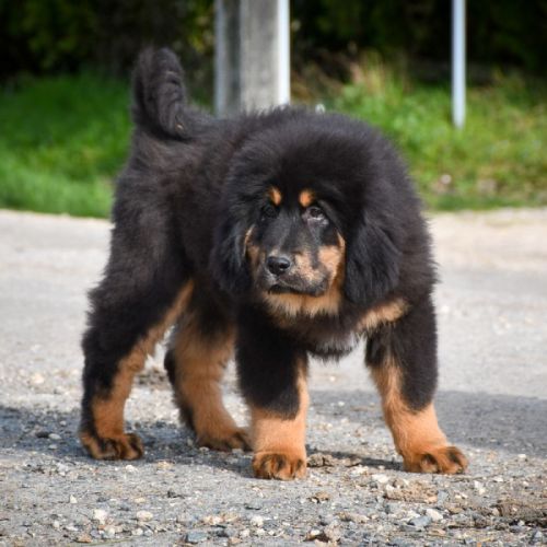 Superbe chiot dogue du tibet lof #3