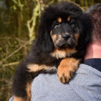 Superbe chiot dogue du tibet lof