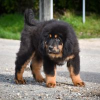 Superbe chiot dogue du tibet lof #3